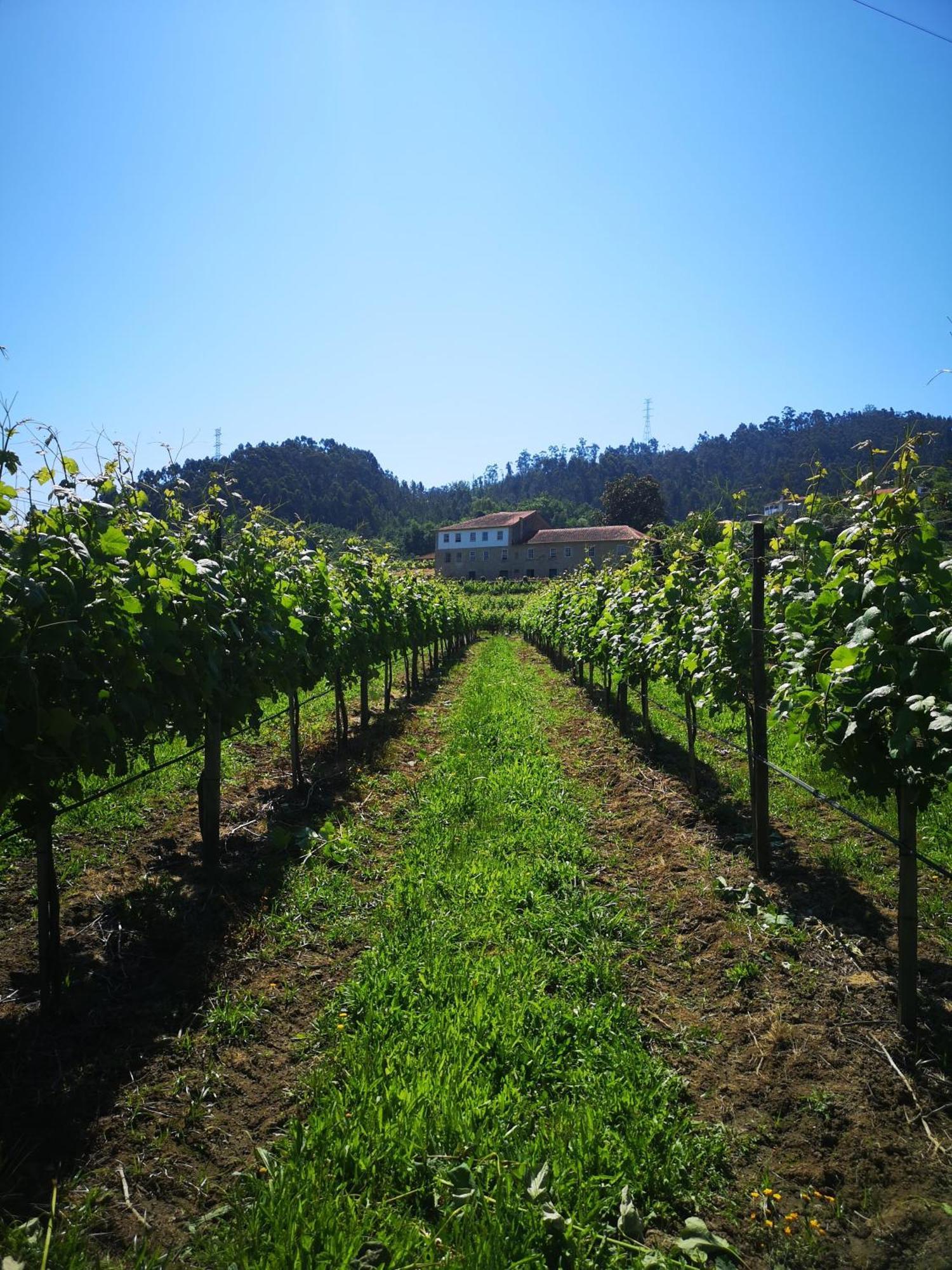 Quinta De Cypriano - Wine & Nature Ponte da Barca Eksteriør bilde